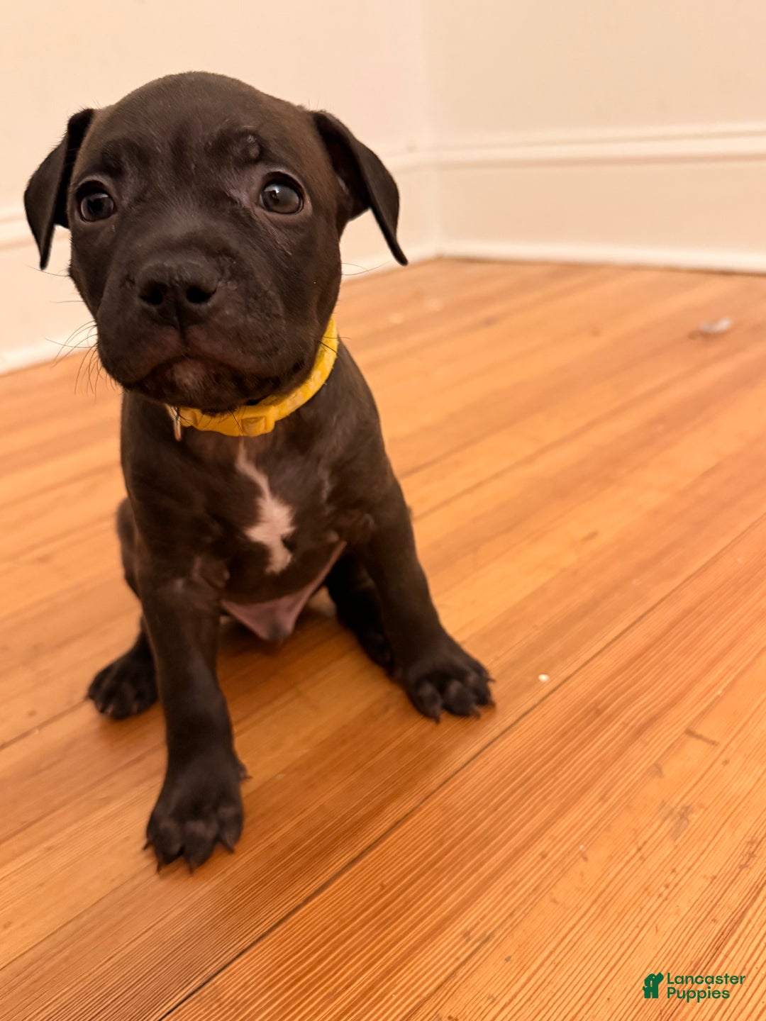 Mixed Breed dogs for sale: Pup Yellow - Ad 2