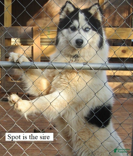 Siberian Husky dogs for stud: Spot (stud service) - Ad 1