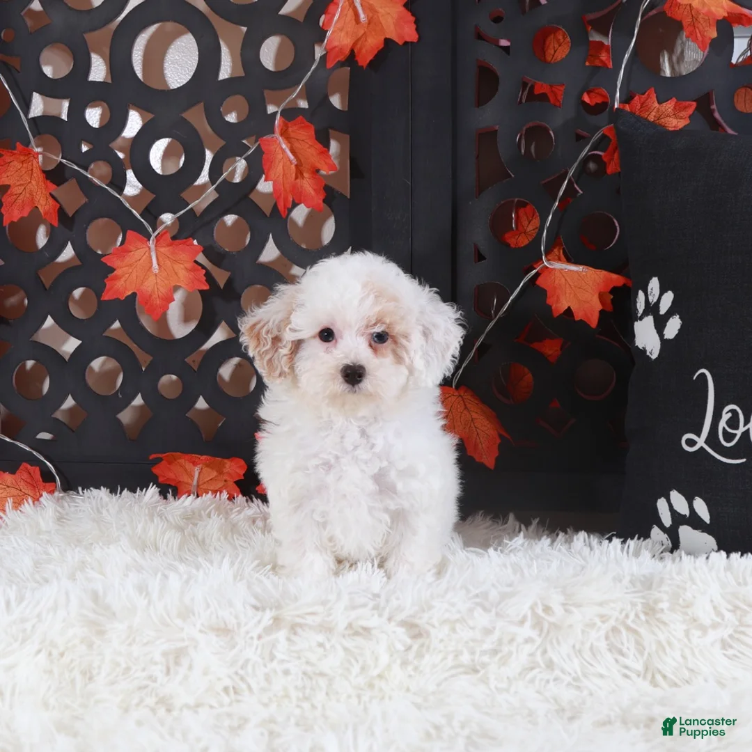 Toy Poodle dogs for sale: Ariel - Ad 3