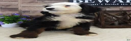 Mini Bernedoodle dogs for sale: #1 Female (Splash's) - Ad 2