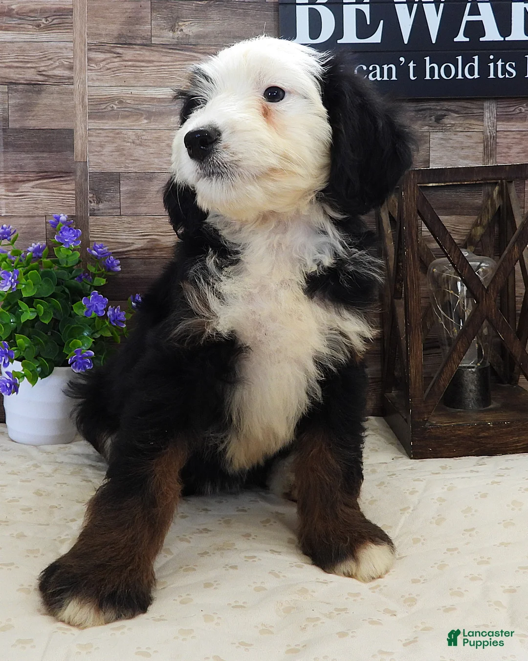 Mini Bernedoodle dogs for sale: #1 Female (Splash's) - Ad 2