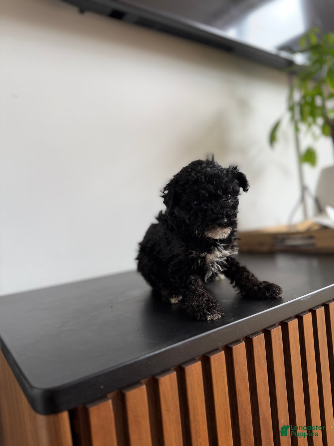 Toy Poodle dogs for sale: Sally teacup - Ad 4
