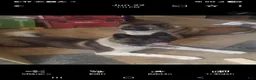 Akita dogs for sale: Akita 3 - Ad 4