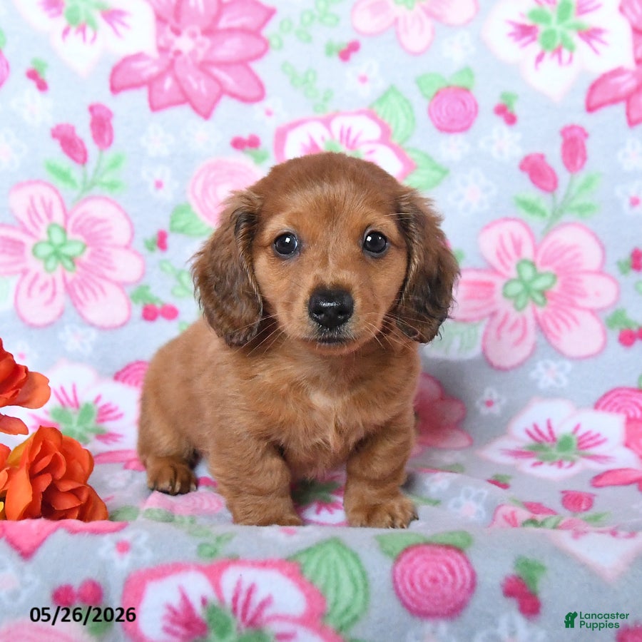 Miniature Dachshund dogs Barkley - Ad 2