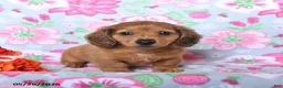 Miniature Dachshund dogs for sale: Barkley - Ad 2
