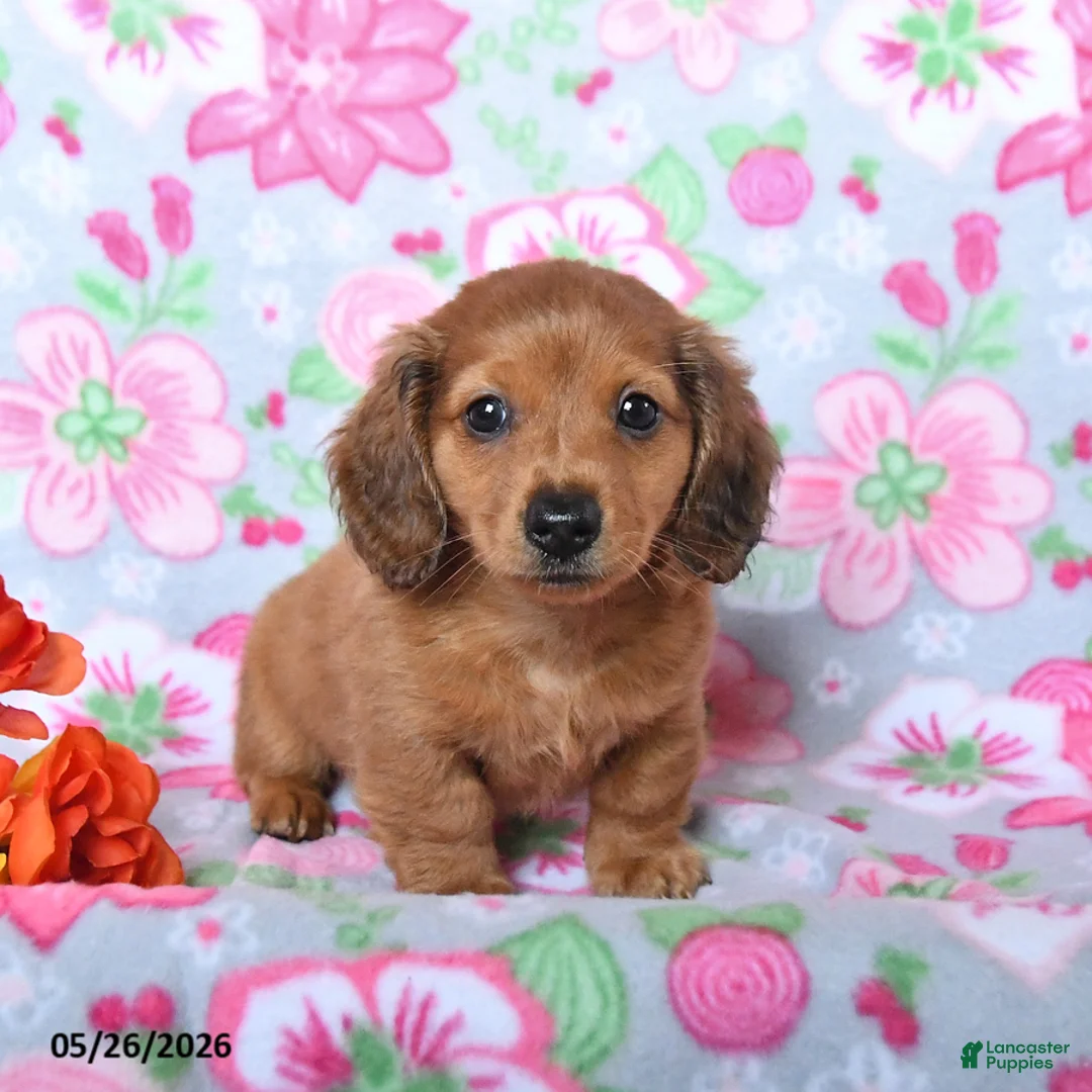 Miniature Dachshund dogs for sale: Barkley - Ad 2