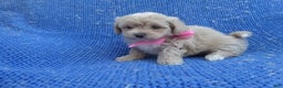 Maltipoo dogs for sale: Nora - Ad 1