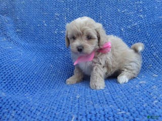 Maltipoo dogs Nora - Ad 19