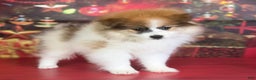 Pomeranian dogs for sale: Nelly - Ad 5