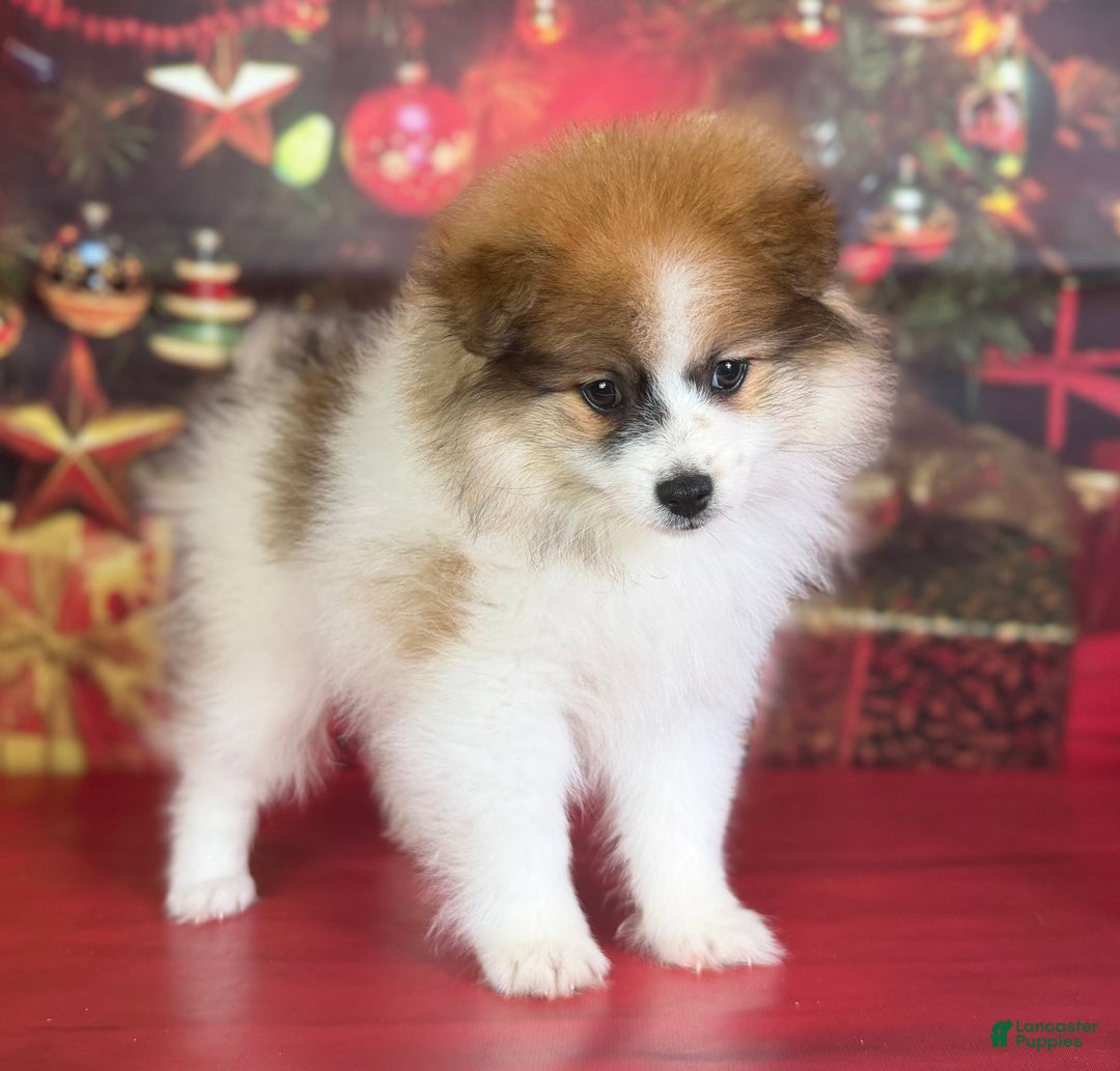 Pomeranian dogs for sale: Nelly - Ad 5