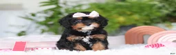 Cavapoo dogs for sale: Charity - Ad 9