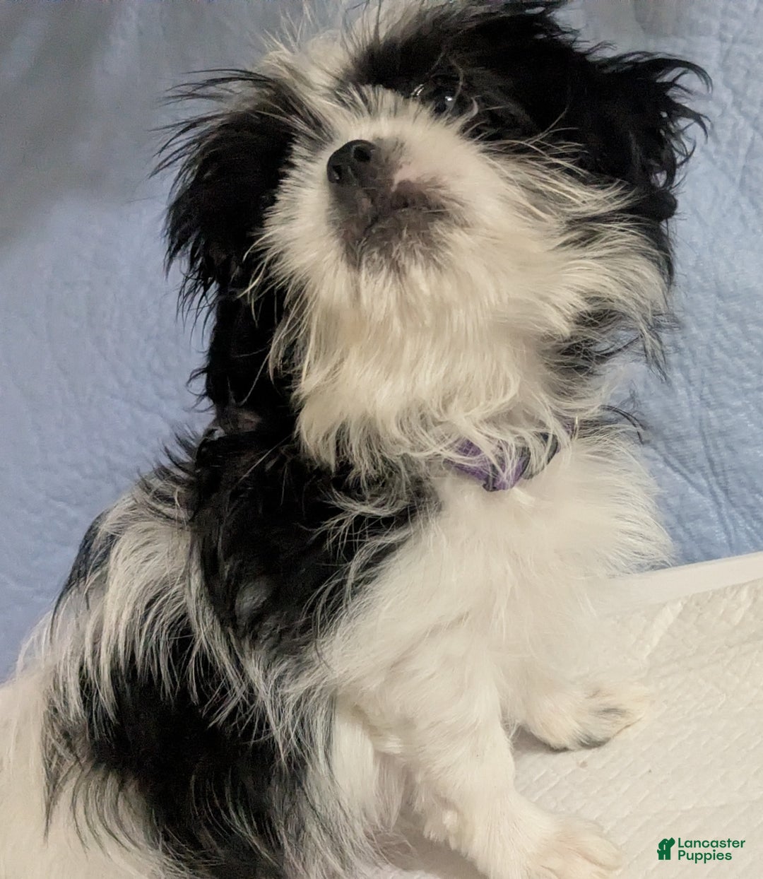 Shih Tzu dogs for sale: Freckles AKC Imperial  Shih Tzu  - Ad 4