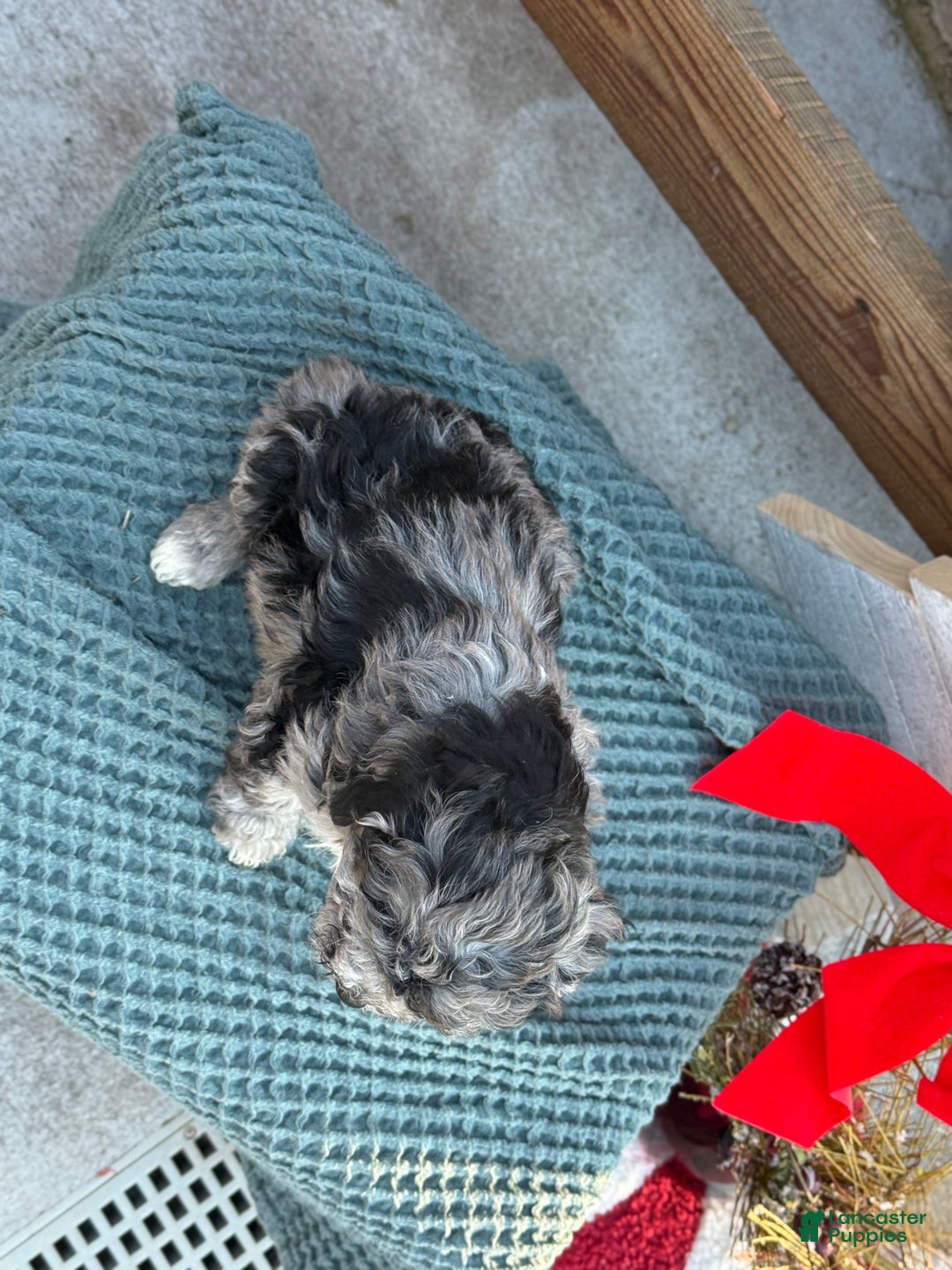 Bichpoo dogs for sale: Ashlee - Ad 7