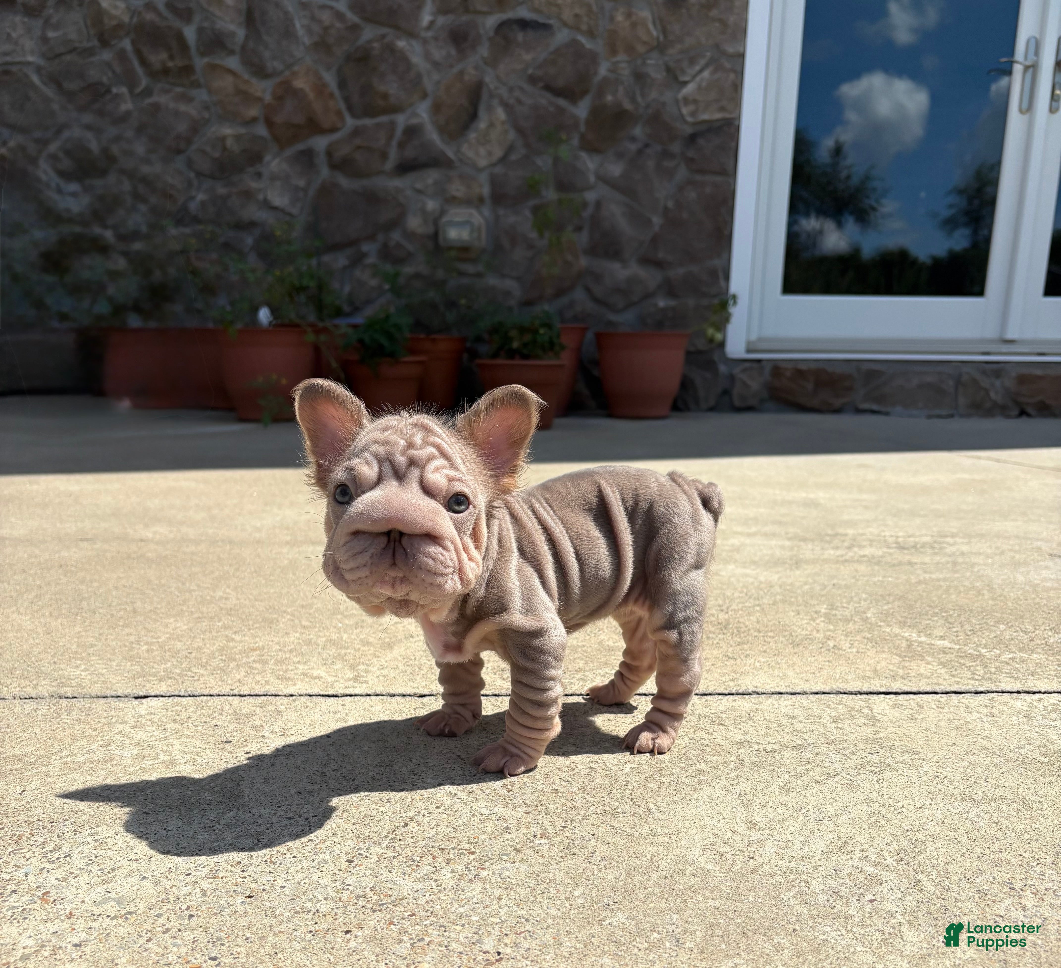 French Bulldog dogs Lottie - Ad 2