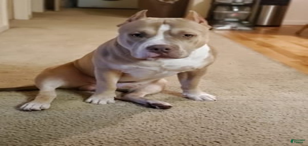 Gallery Image {{count}}