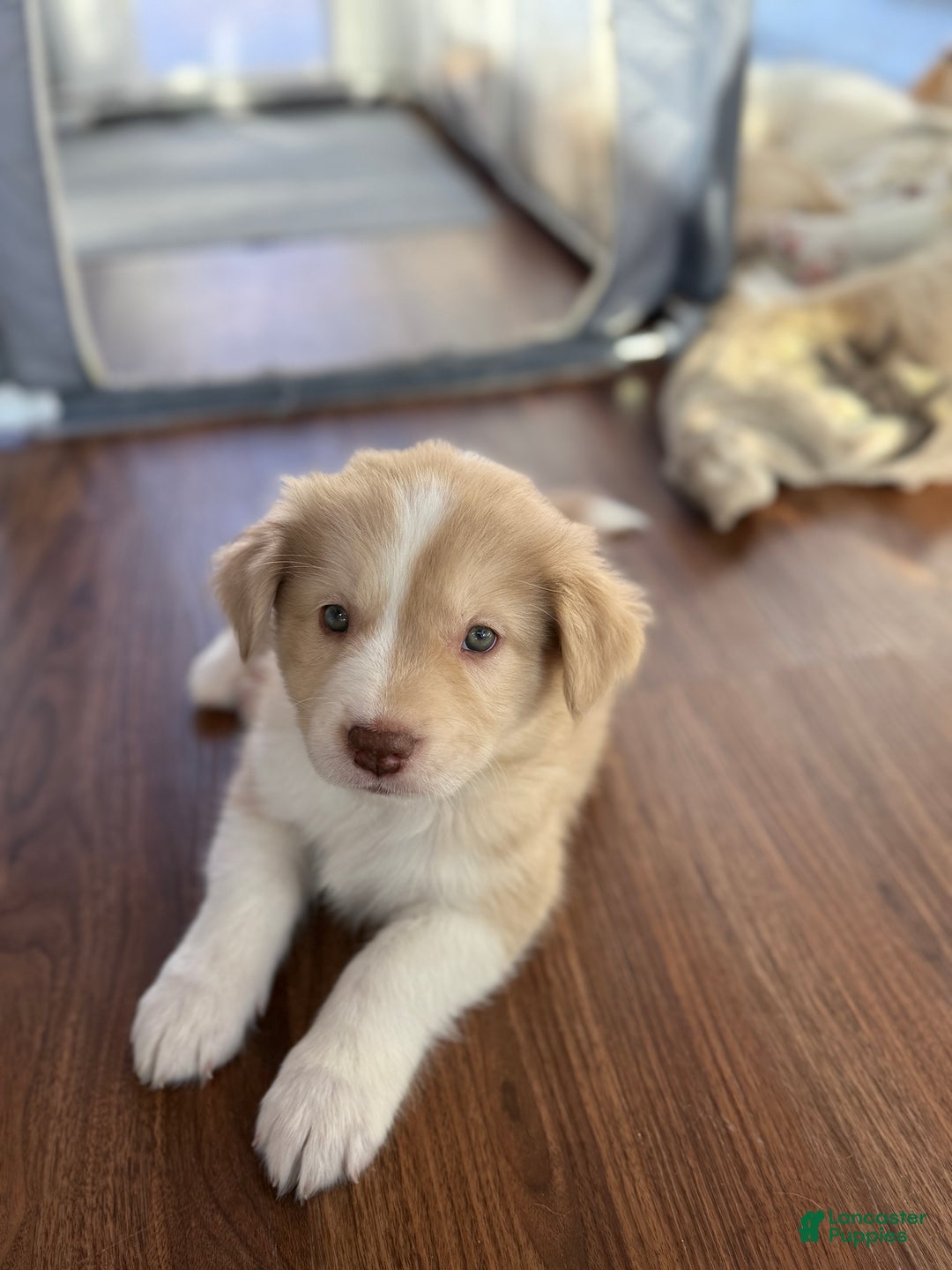 Mixed Breed dogs for sale: Nelly - Ad 2