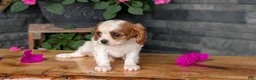 Cavalier King Charles Spaniel dogs for sale: Ruby - Ad 7