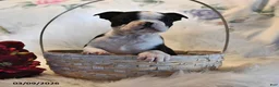 Boston Terrier dogs for sale: Boston - Ad 1