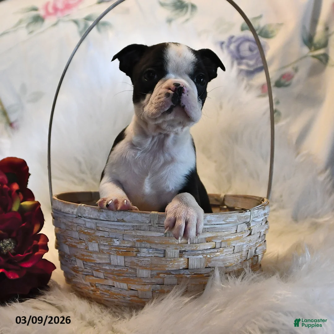 Boston Terrier dogs for sale: Boston - Ad 1