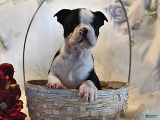 Boston Terrier dogs for sale: Boston - Ad 2