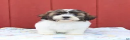 Malshi dogs for sale: Sailor - Ad 3