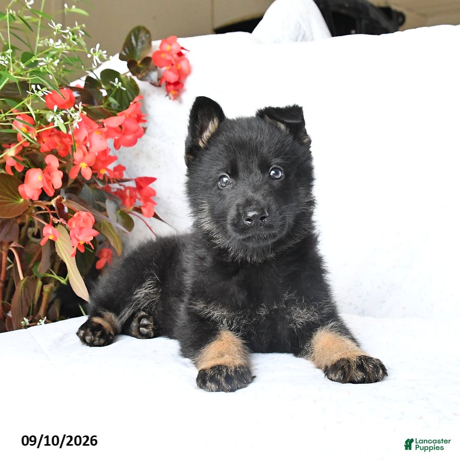 German Shepherd dogs Magnum - Ad 1