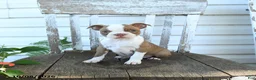 Boston Terrier dogs for sale: Bella   - Ad 4