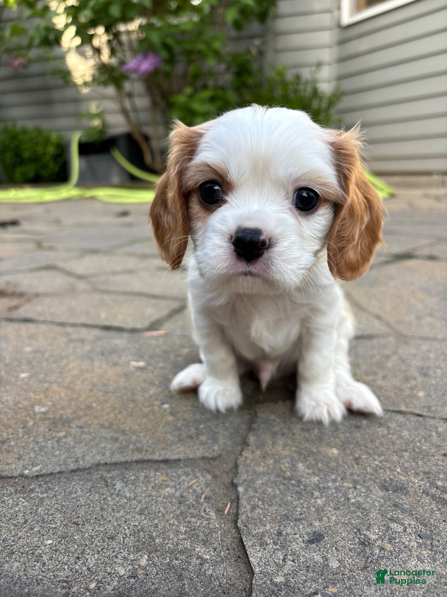 Cavalier King Charles Spaniel dogs Cavalier King Charles Spaniel Puppy 1 - Ad 3