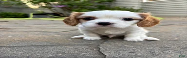 Cavalier King Charles Spaniel Puppy 1