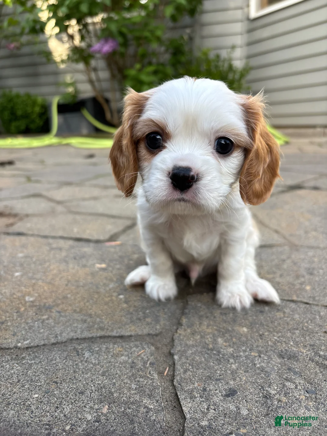 Cavalier King Charles Spaniel dogs for sale: Cavalier King Charles Spaniel Puppy 1 - Ad 1