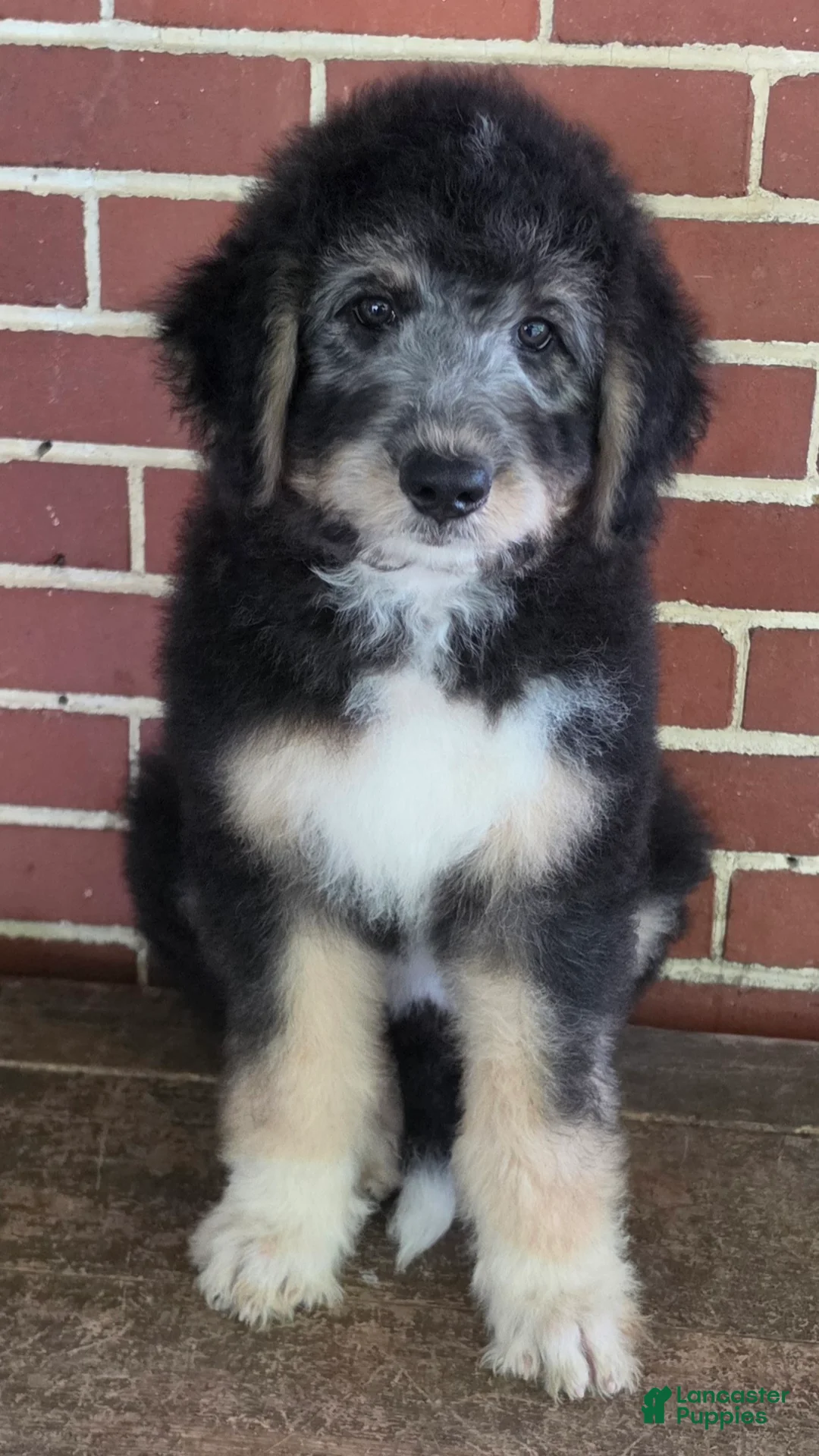 Aussiedoodle dogs for sale: RITA - Ad 2