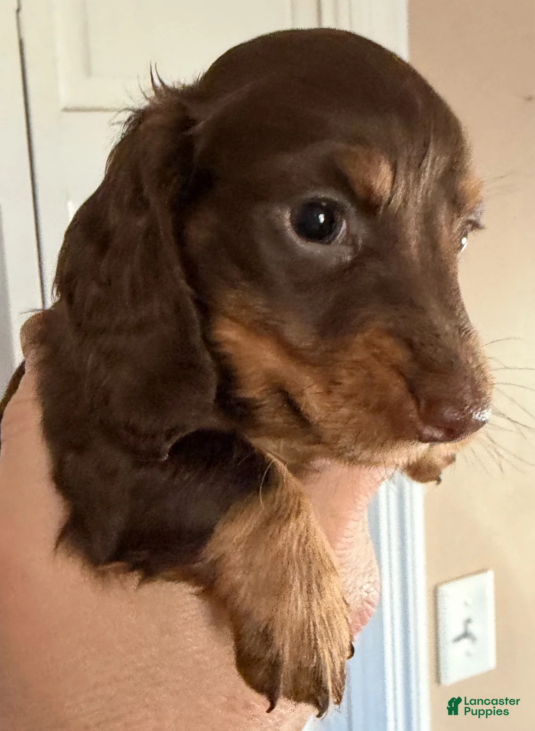 Dachshund dogs for sale: Coco - Ad 1