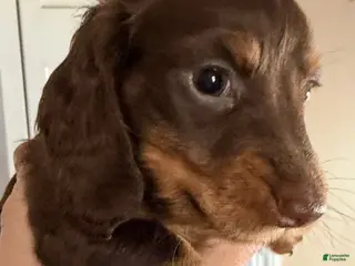 Dachshund dogs Coco - Ad 32