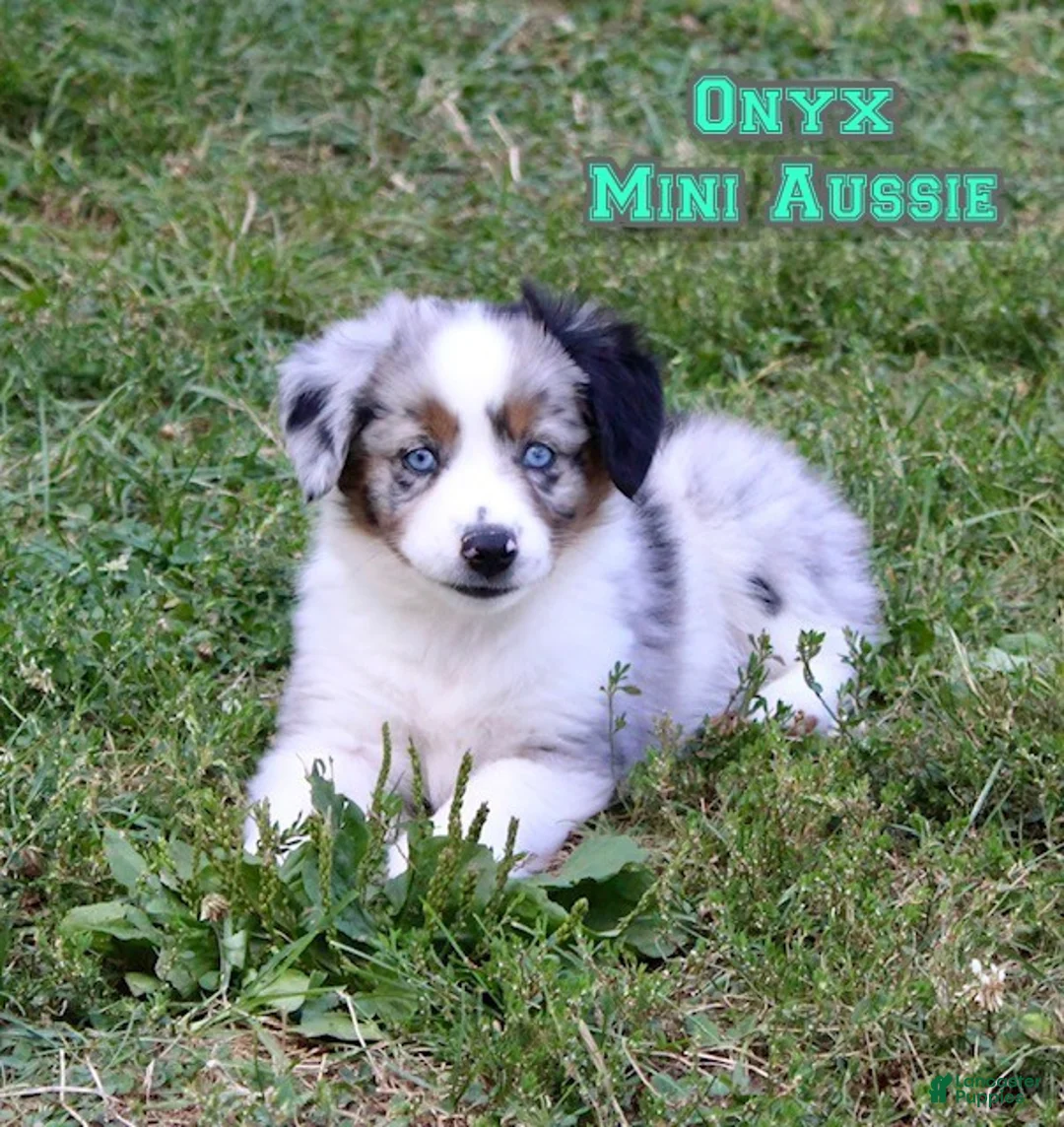 Miniature Australian Shepherd dogs for sale: Onyx - Ad 1