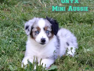 Miniature Australian Shepherd dogs Onyx - Ad 13