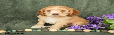 Buster