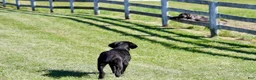 Neapolitan Mastiff dogs for sale: Neapolitan Mastiff Puppy 1 - Ad 8