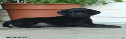 Labrador Retriever dogs for sale: Palmer - Ad 3