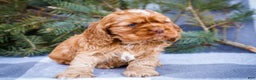 Cocker Spaniel dogs for sale: Tony - Ad 4