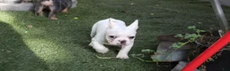 French Bulldog dogs for sale: French Bulldog Puppy 1 - Ad 2