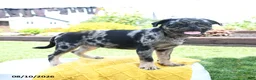 Pug dogs for sale: Belle - Ad 2