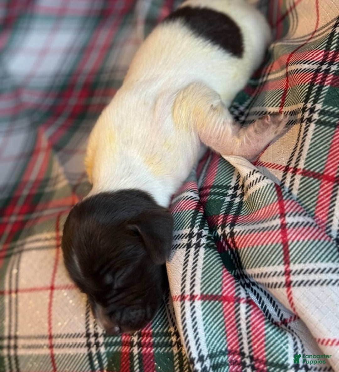 German Shorthaired Pointer dogs for sale: Willow  - Ad 3