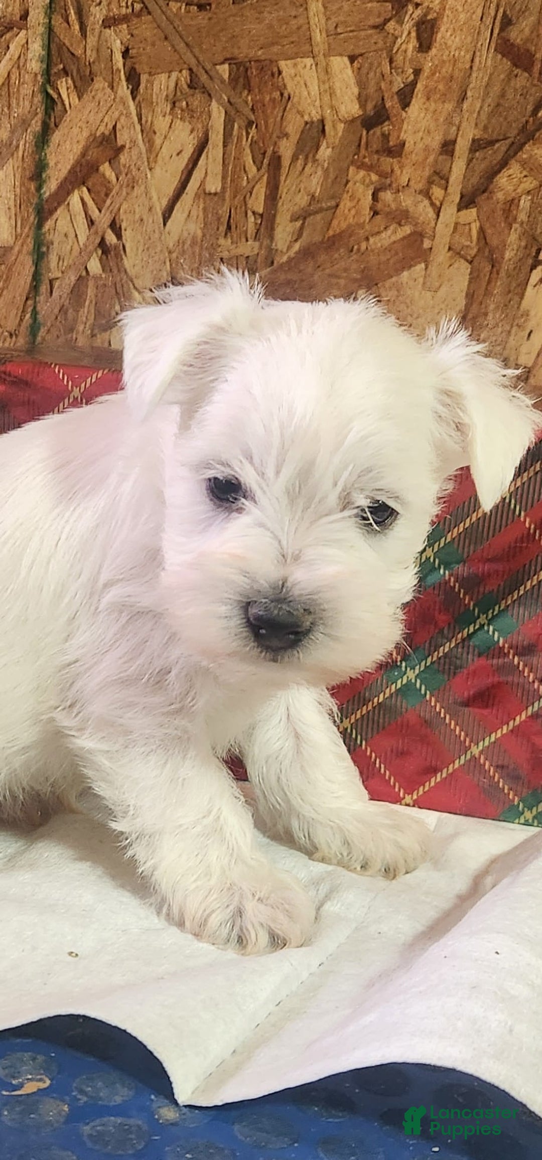 Miniature Schnauzer dogs for sale: Wally - Ad 3