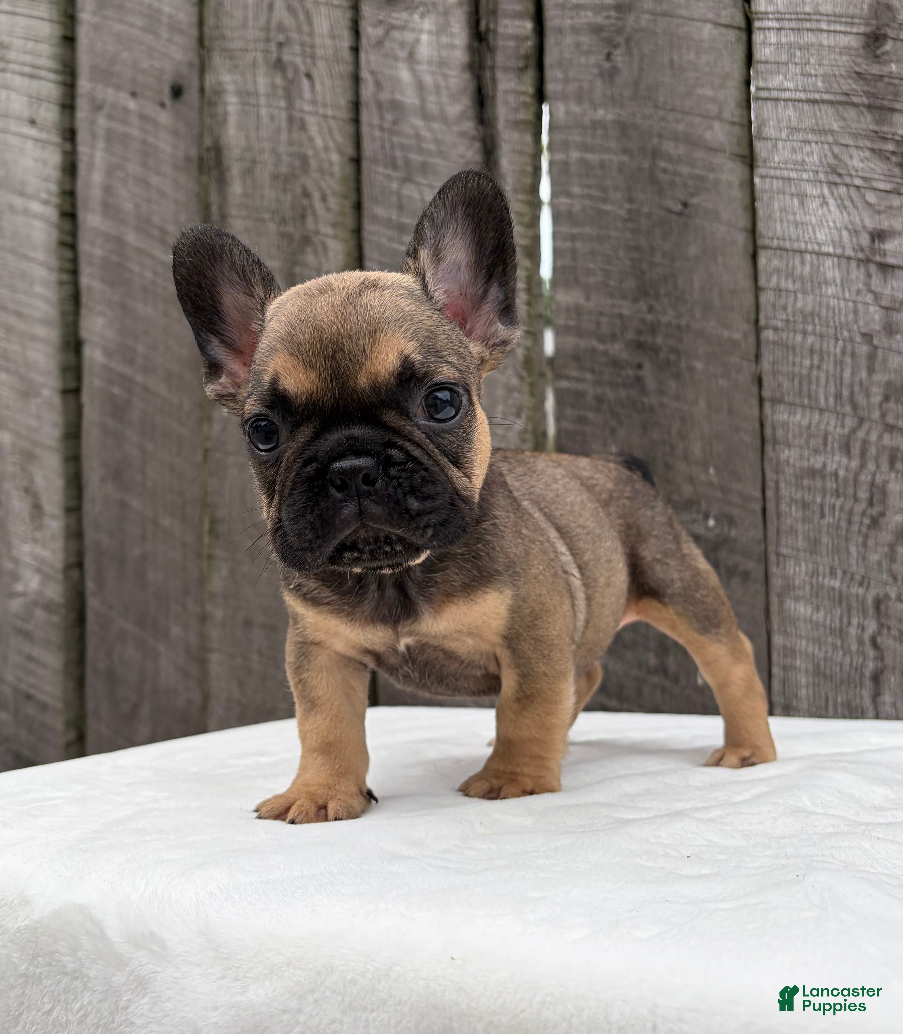 French Bulldog dogs Carson - Ad 2