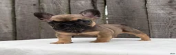 French Bulldog dogs for sale: Carson - Ad 2