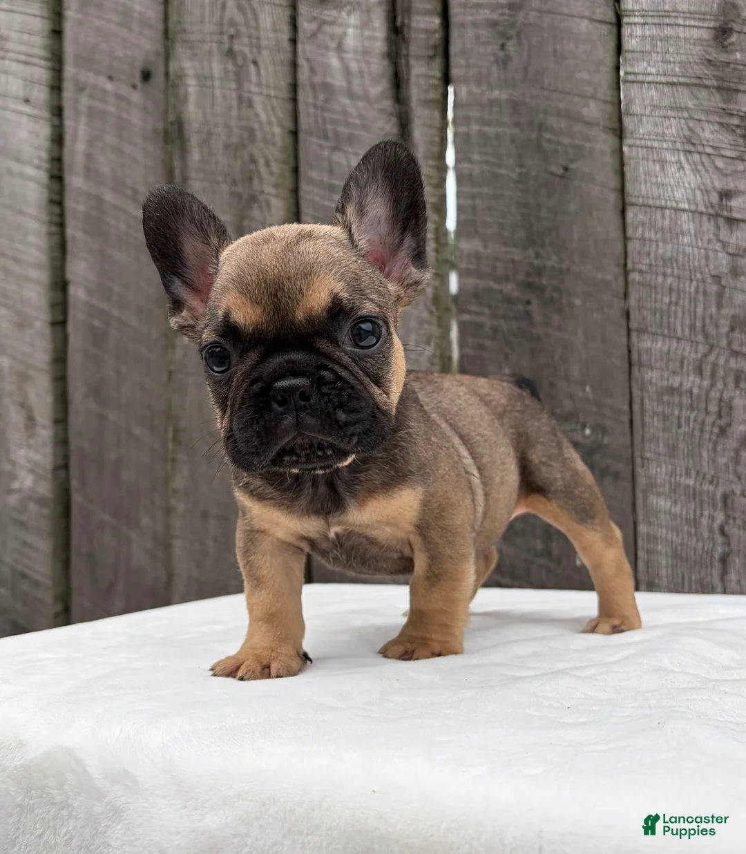French Bulldog dogs for sale: Carson - Ad 2