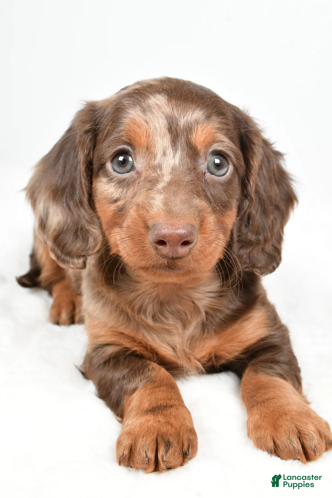 Dachshund dogs for sale: Teddy - Ad 9