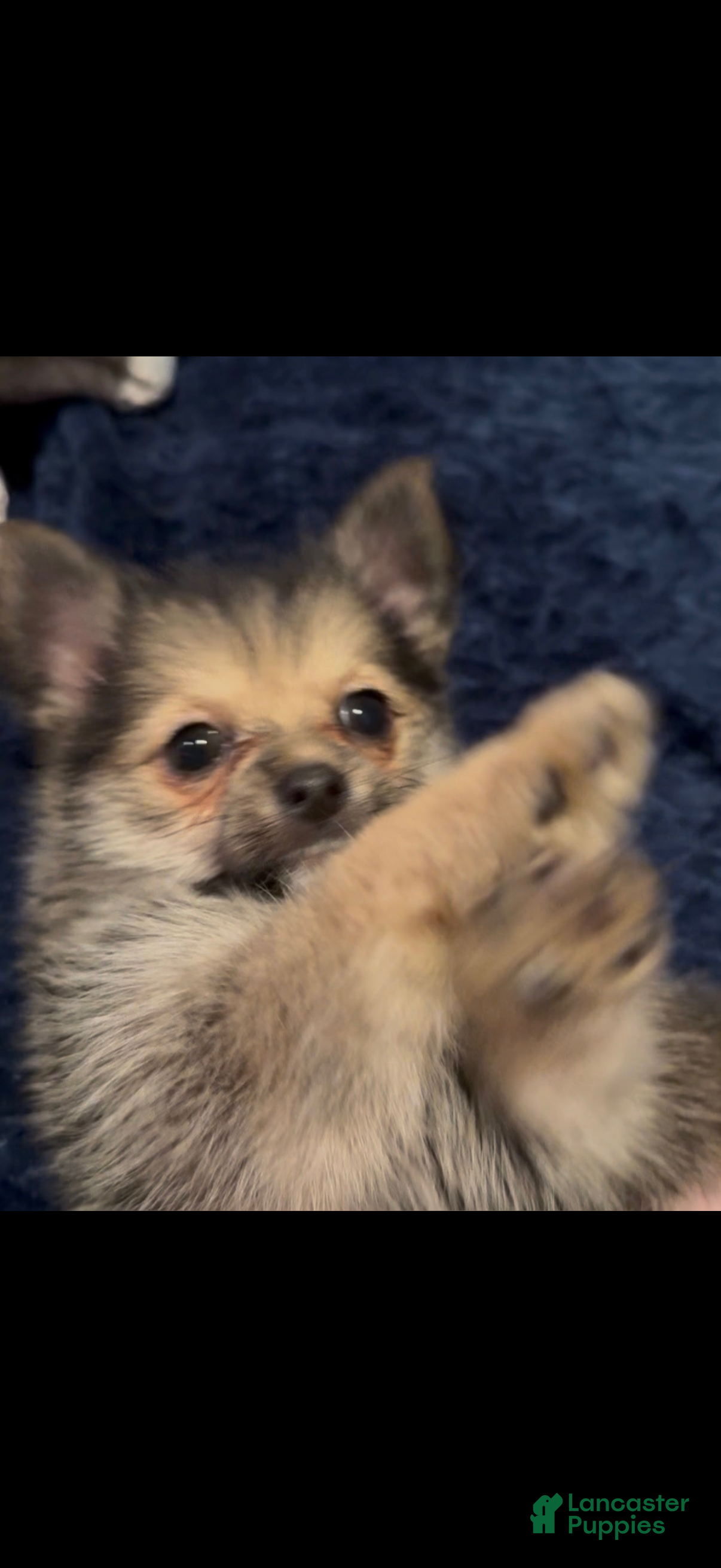 Mixed Breed dogs Frenchie  - Ad 2