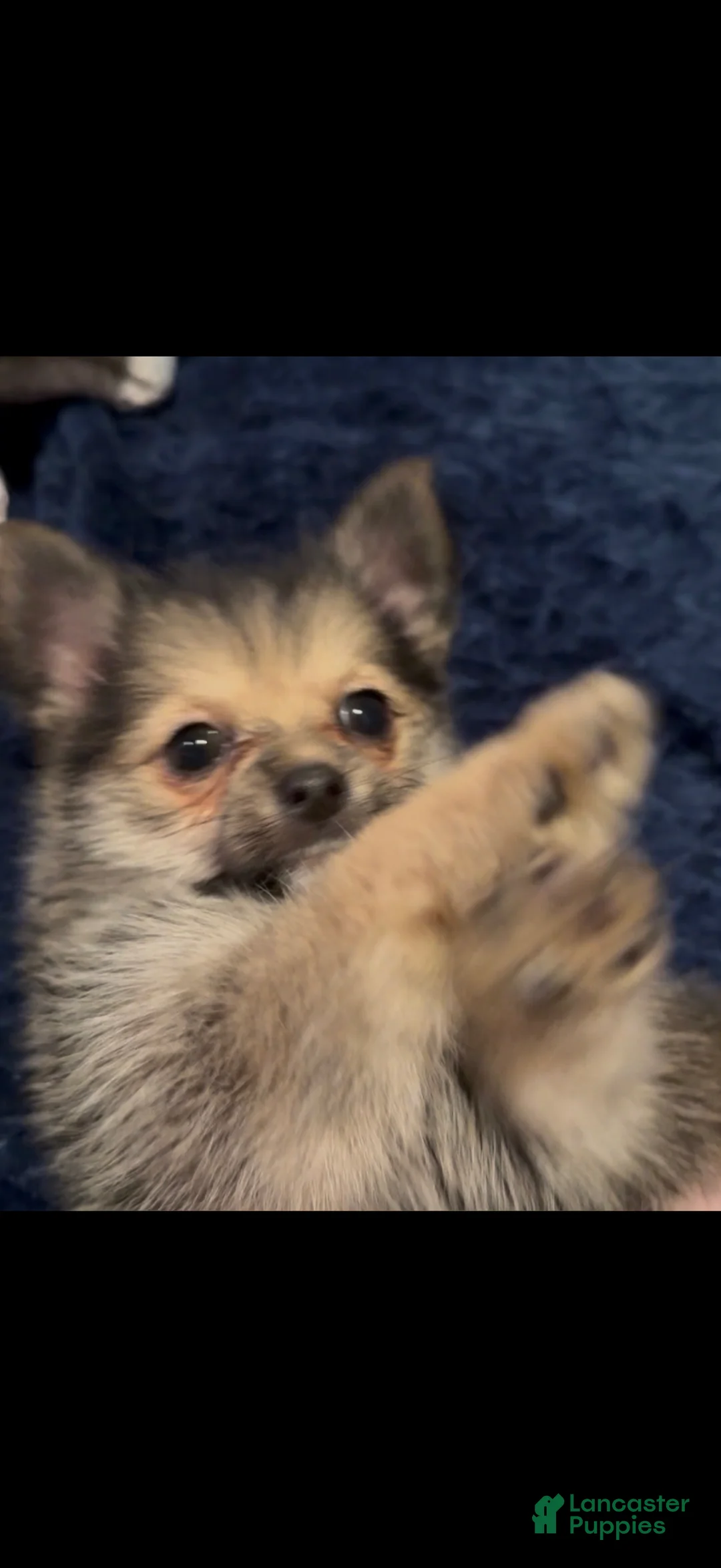 Mixed Breed dogs for sale: Frenchie  - Ad 2