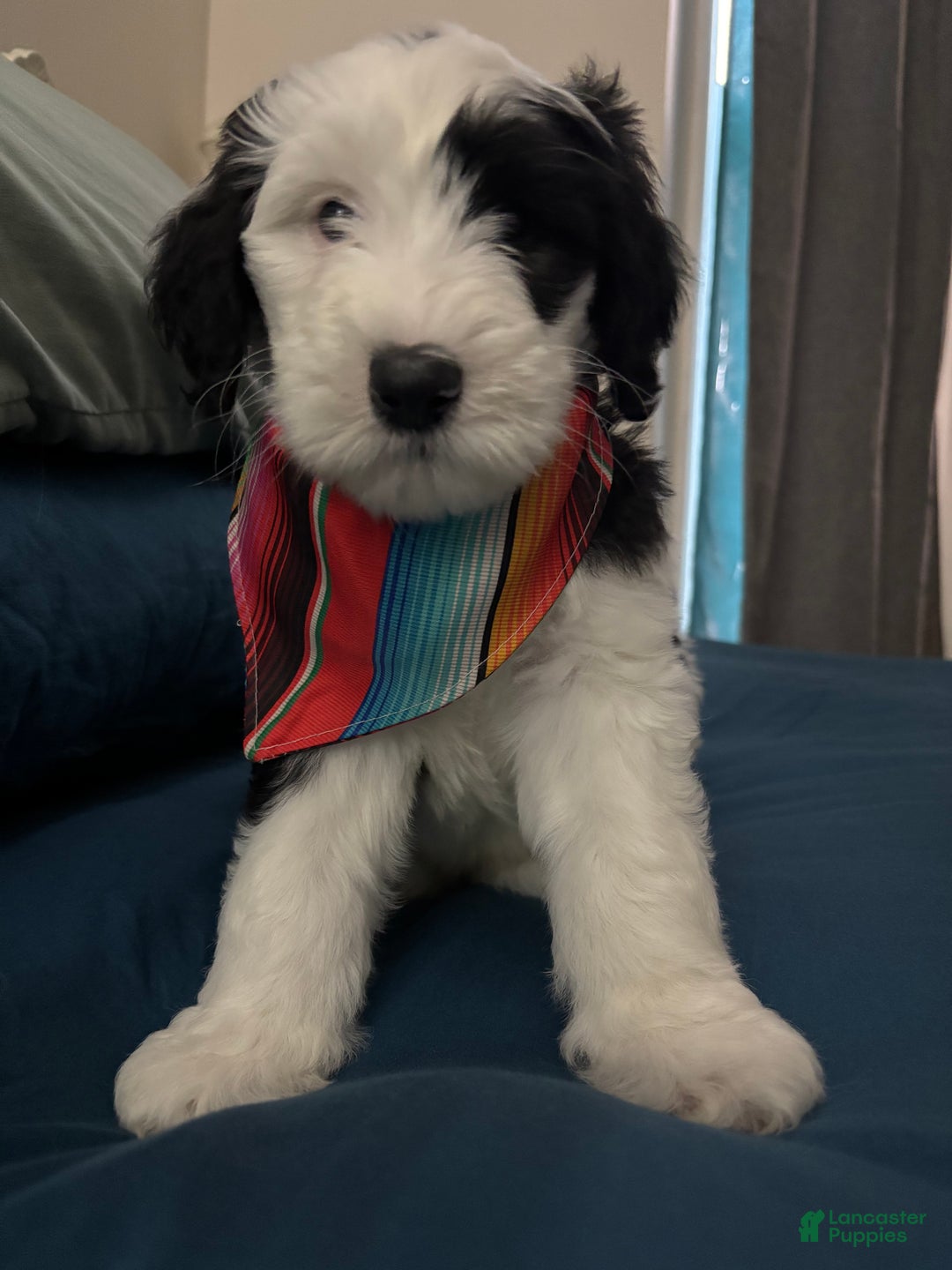 Mixed Breed dogs for sale: Lucky - Ad 3